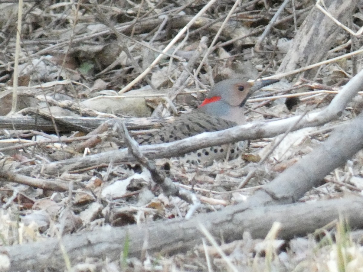 Northern Flicker - ML536877661