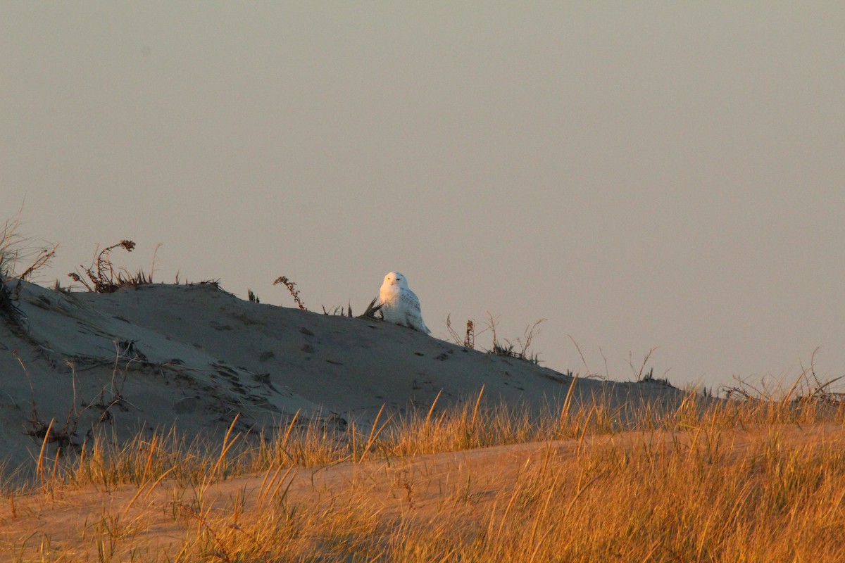 Snowy Owl - ML536878961