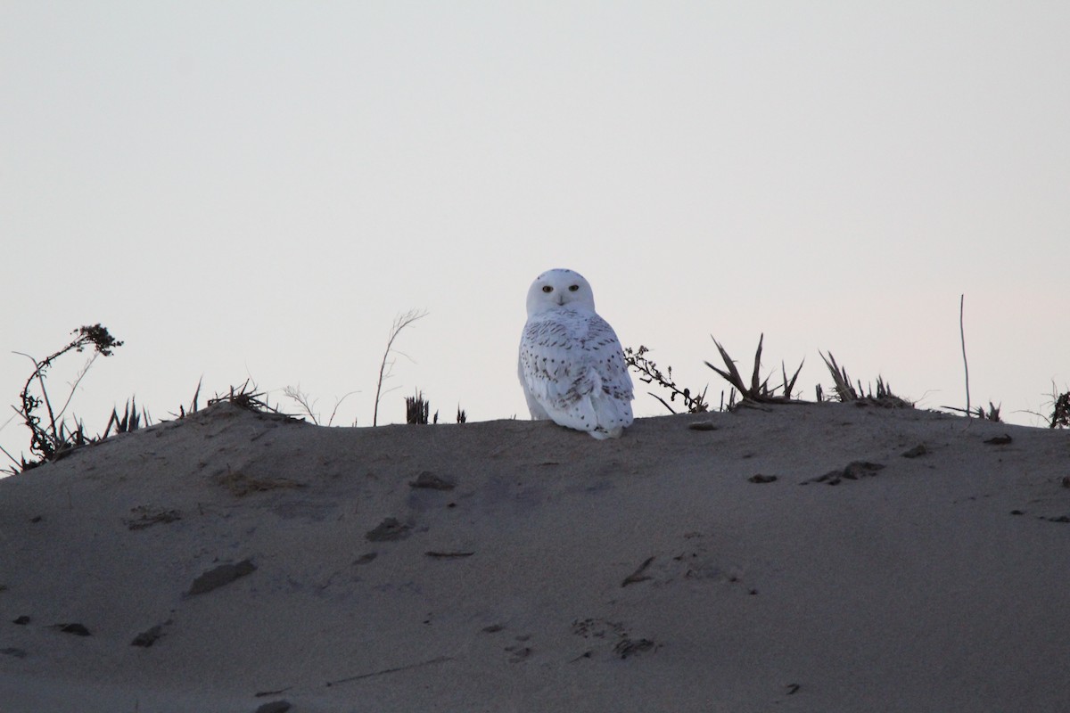 Snowy Owl - ML536879231