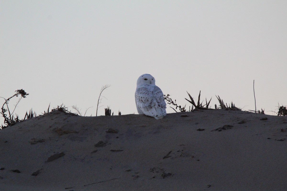 Snowy Owl - ML536879381