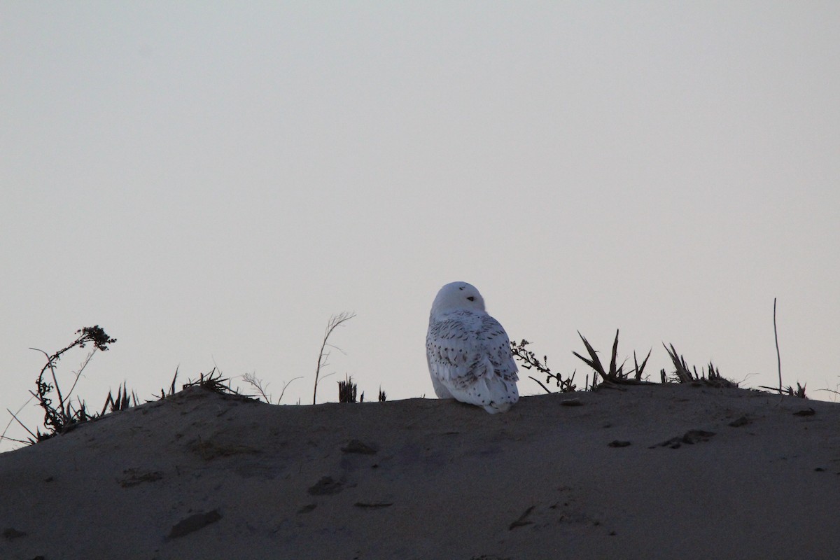 Snowy Owl - ML536879391