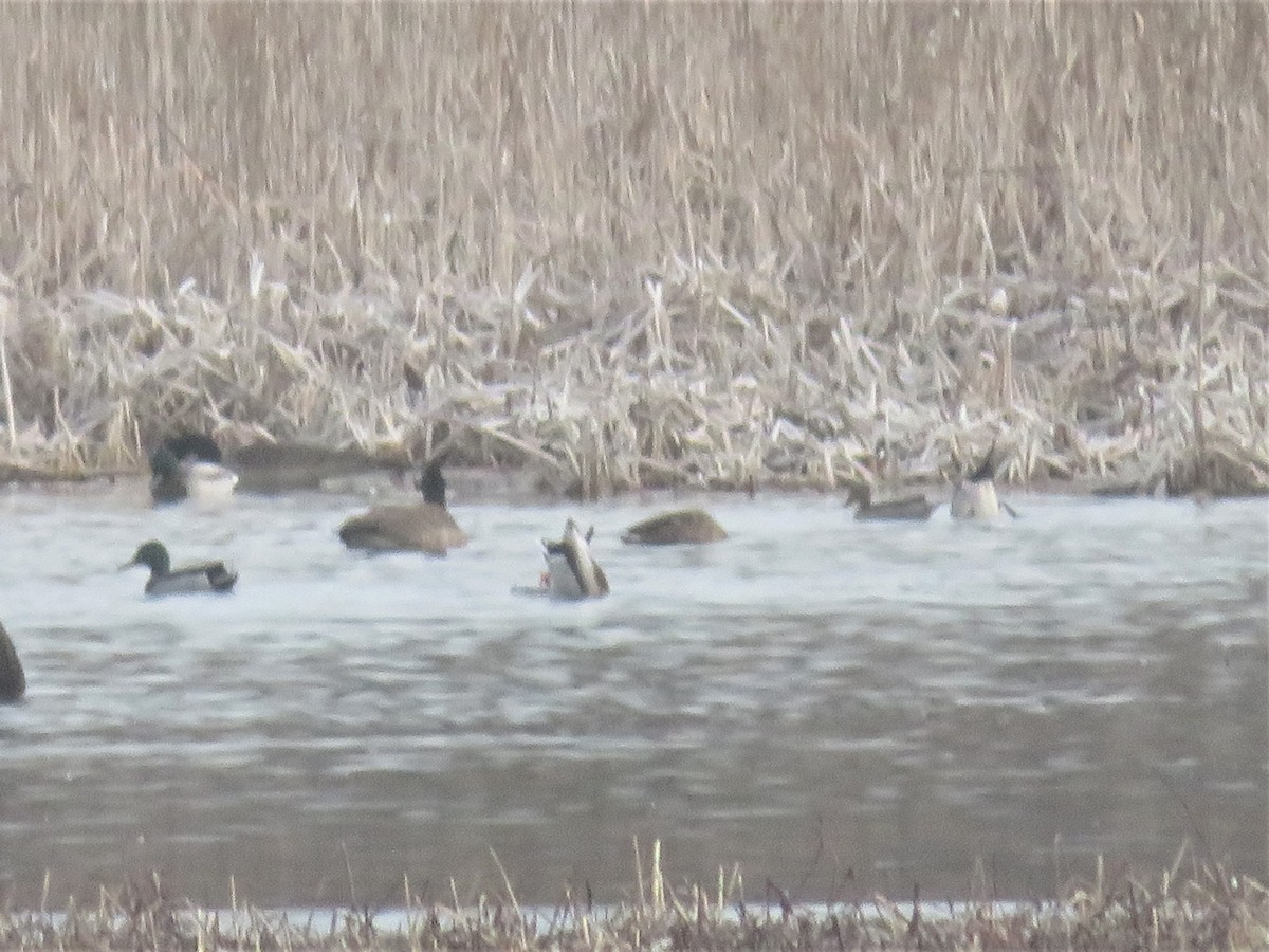 Northern Pintail - ML536880051