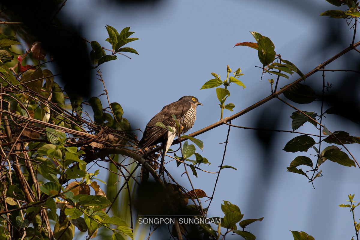 Large Hawk-Cuckoo - Songpon Sungngam