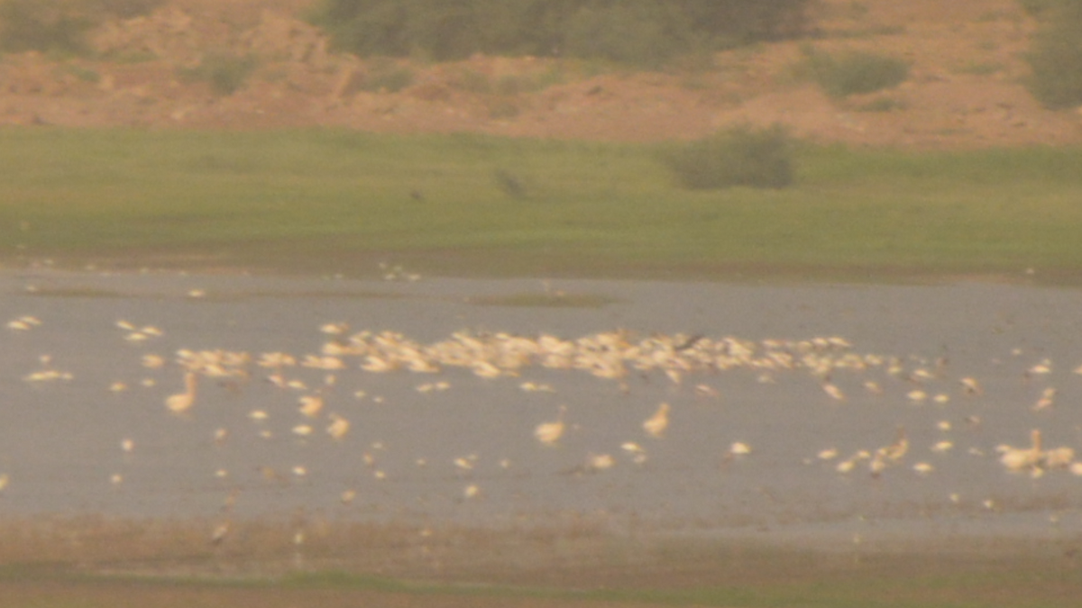 Great White Pelican - ML536881881