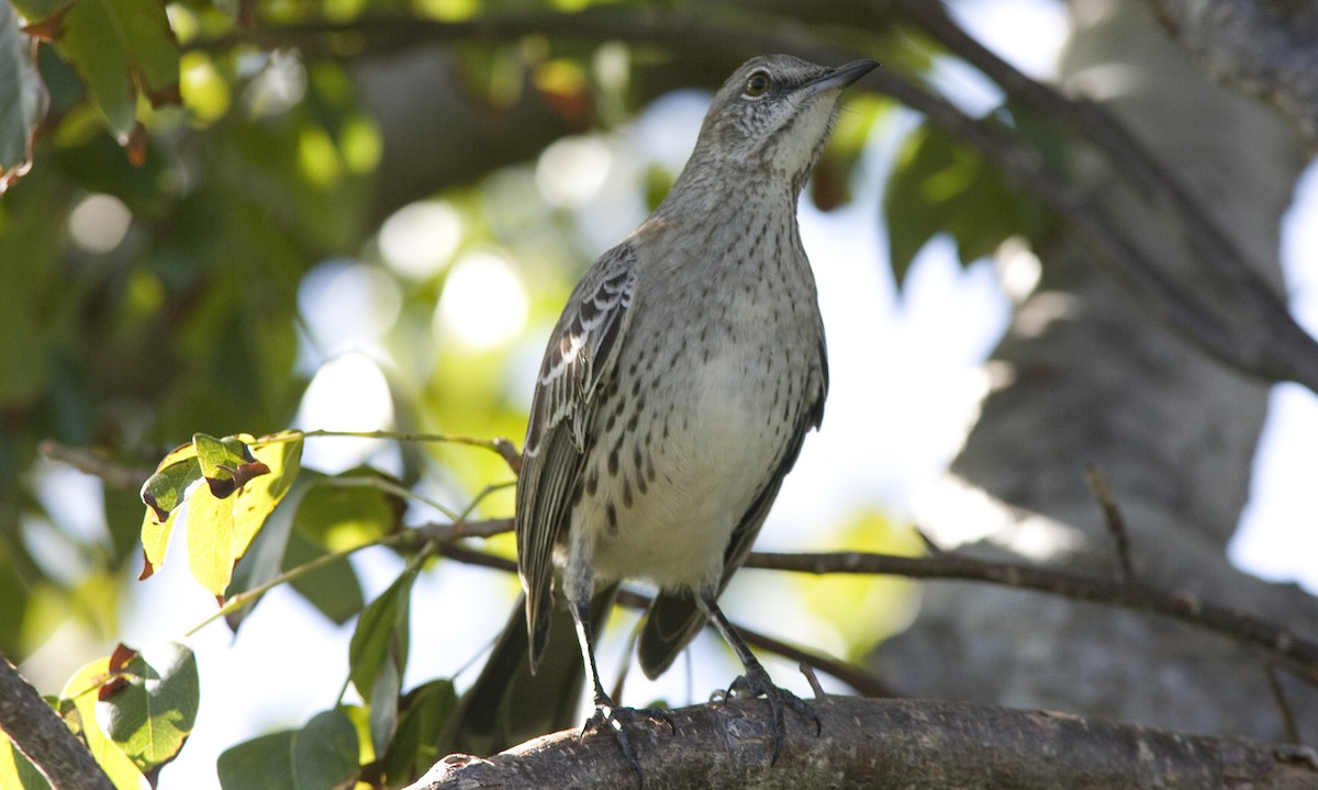 Bahama Mockingbird - ML53688281