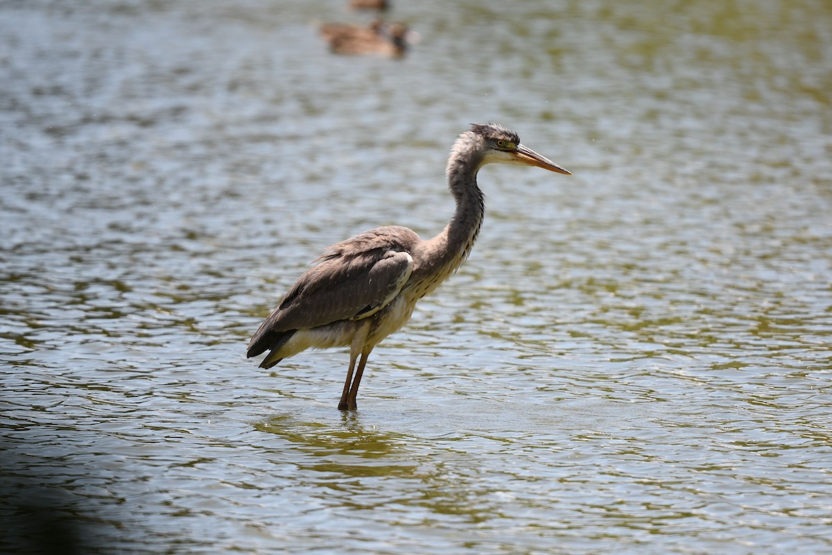 Gray Heron (Madagascar) - Frank Hawkins