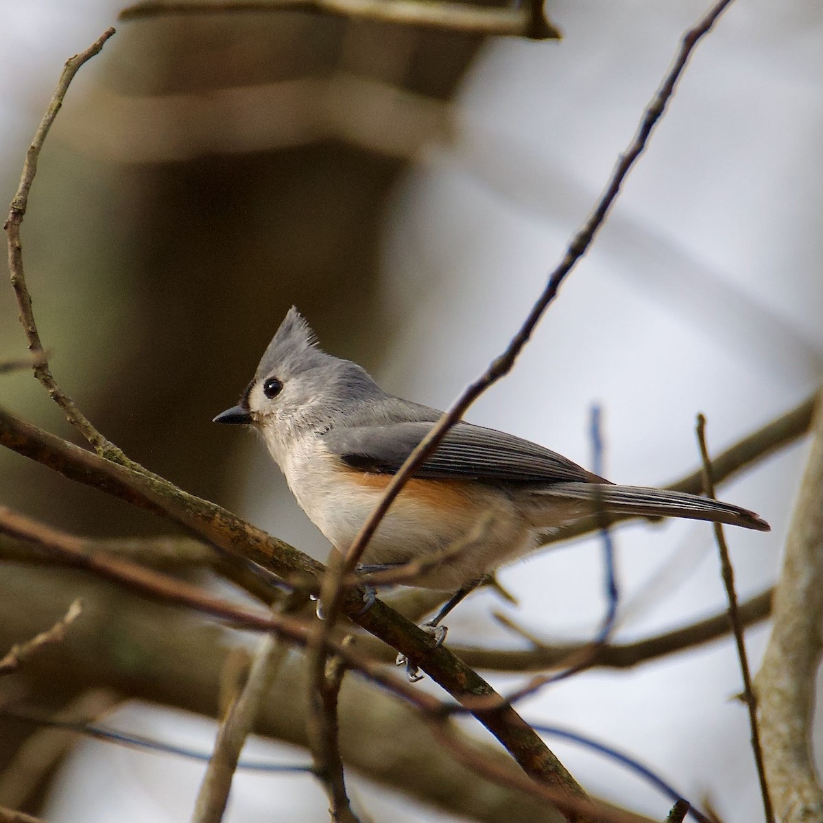 Tufted Titmouse - Cheryl & Scott Taylor