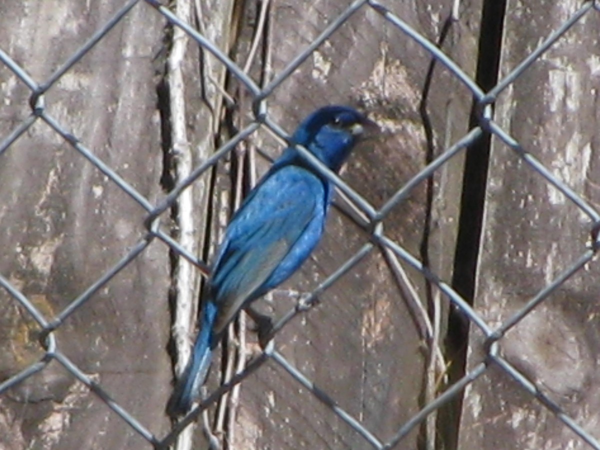 papežík indigový - ML53688591