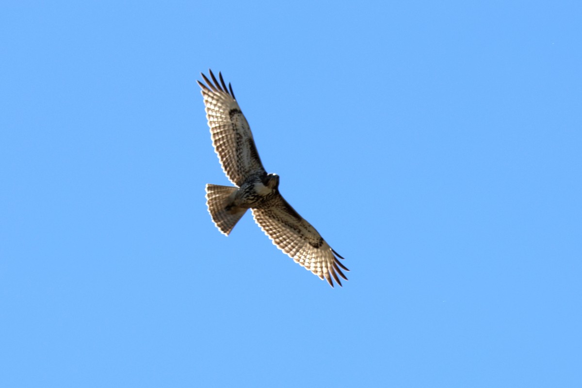 Red-tailed Hawk - ML536886301