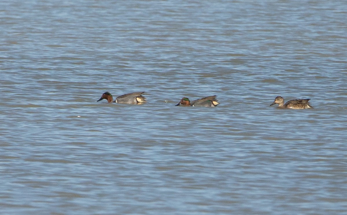 Green-winged Teal - ML536887231
