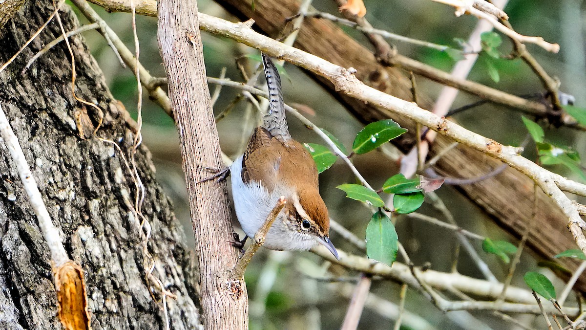Bewick's Wren - ML536887701