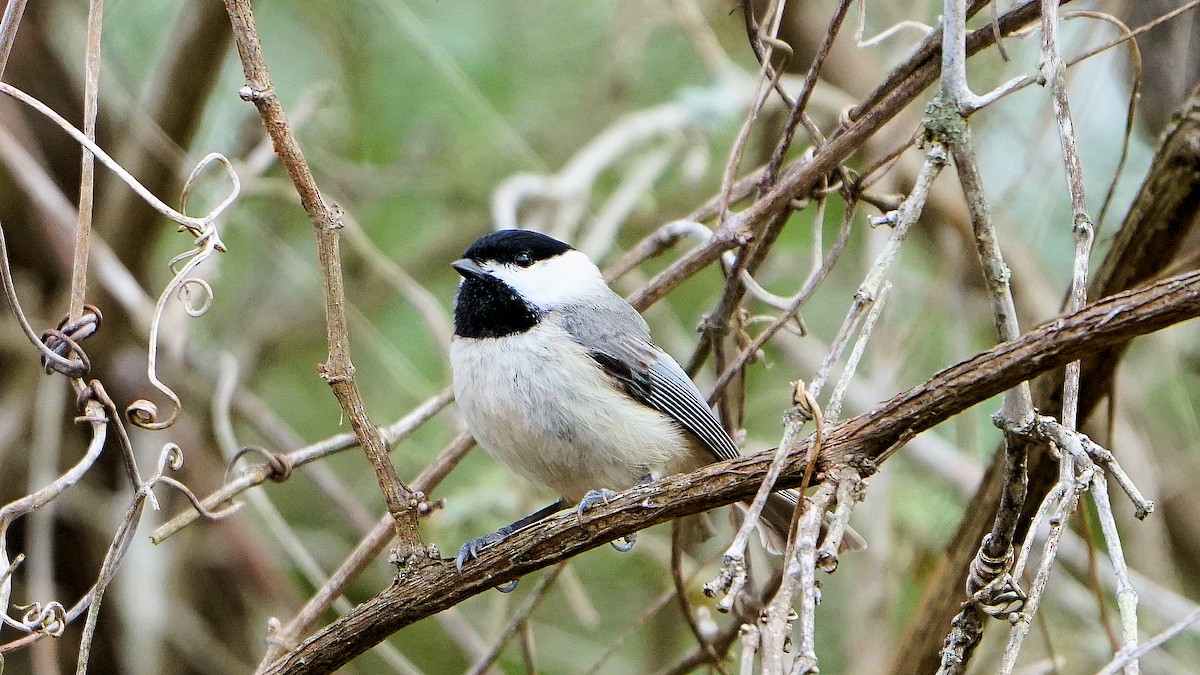 Carolina Chickadee - ML536887821