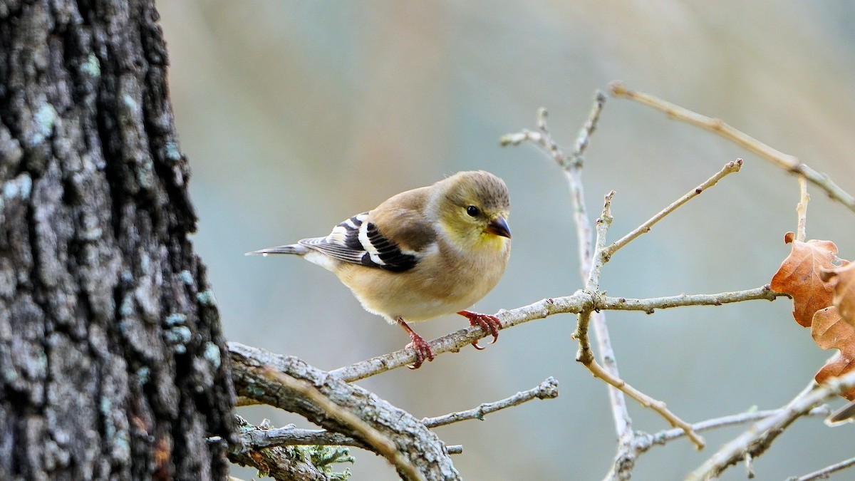 American Goldfinch - ML536887951