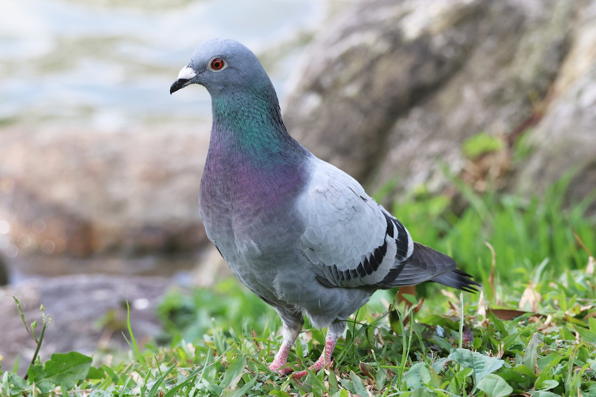 Rock Pigeon (Feral Pigeon) - 佑淇 陳