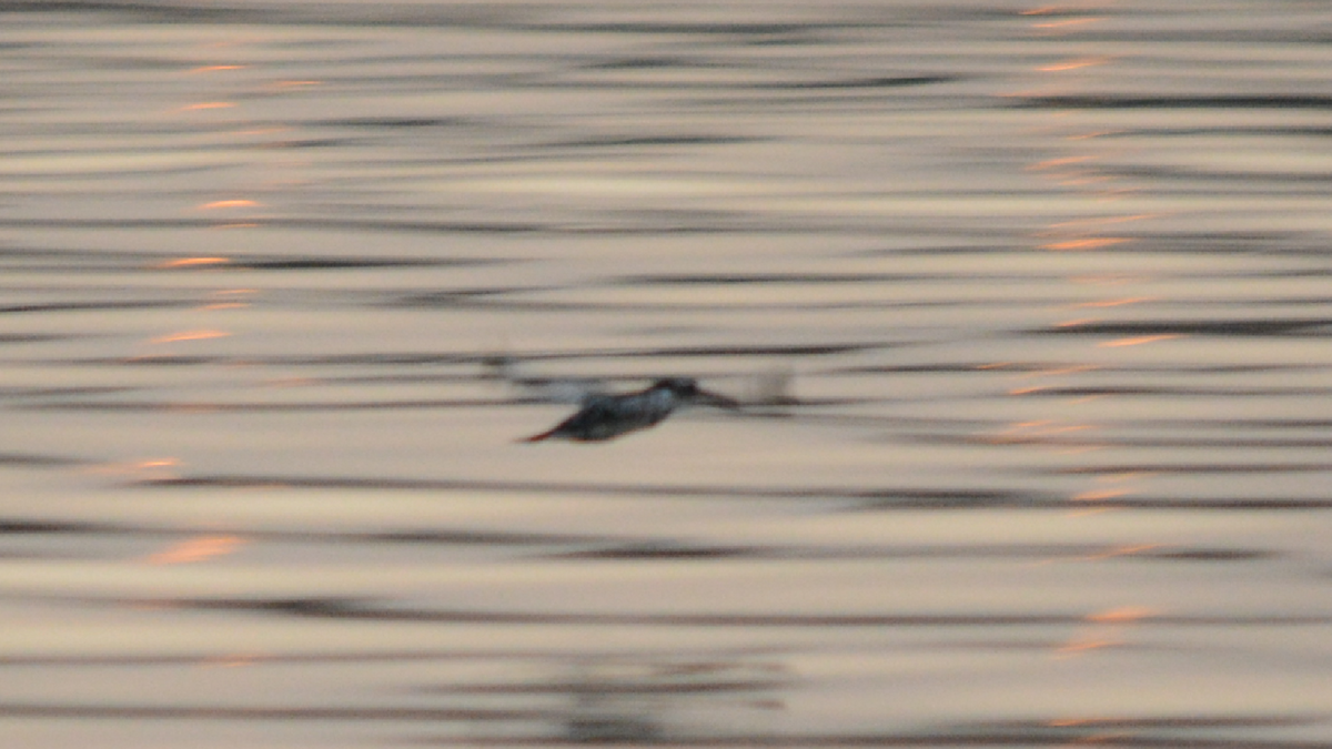 Pied Kingfisher - ML536888331