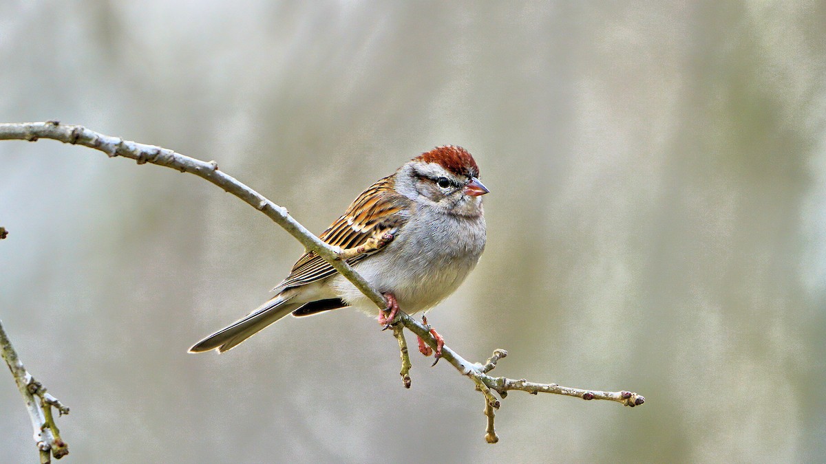 Chipping Sparrow - ML536888631