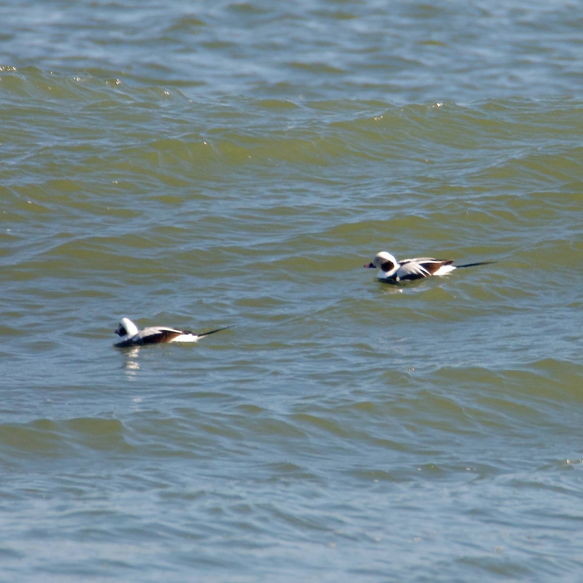 Long-tailed Duck - Cheryl & Scott Taylor