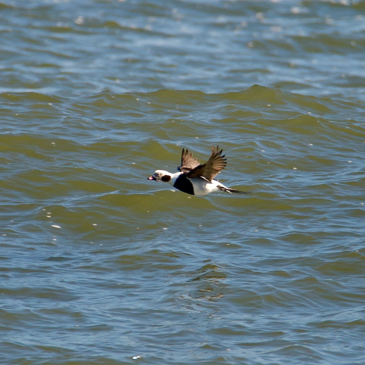 Long-tailed Duck - ML536888711