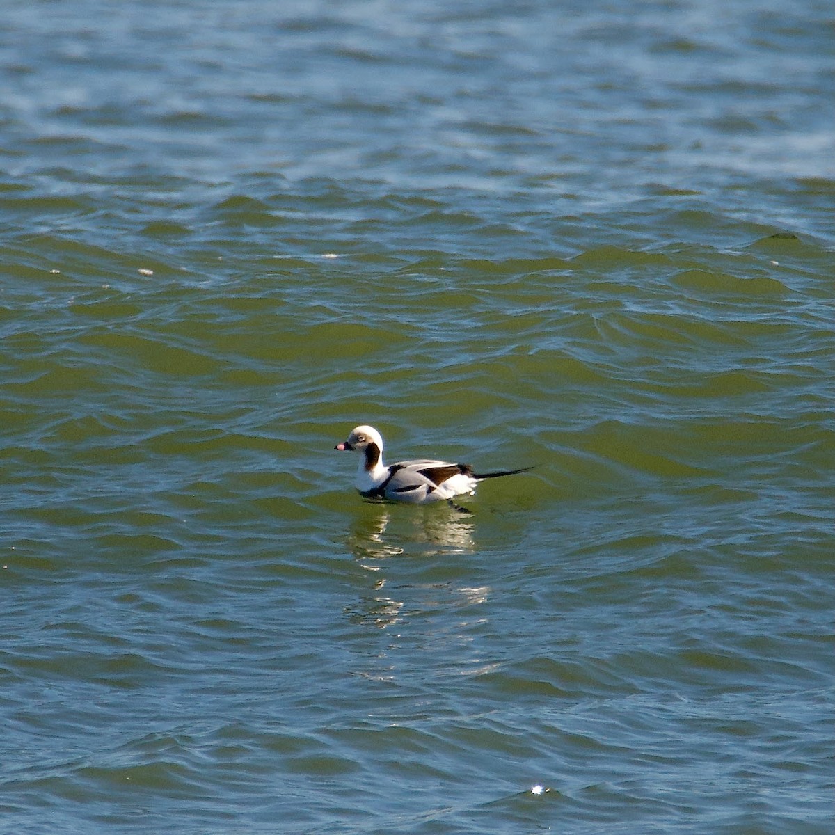 Long-tailed Duck - ML536888721