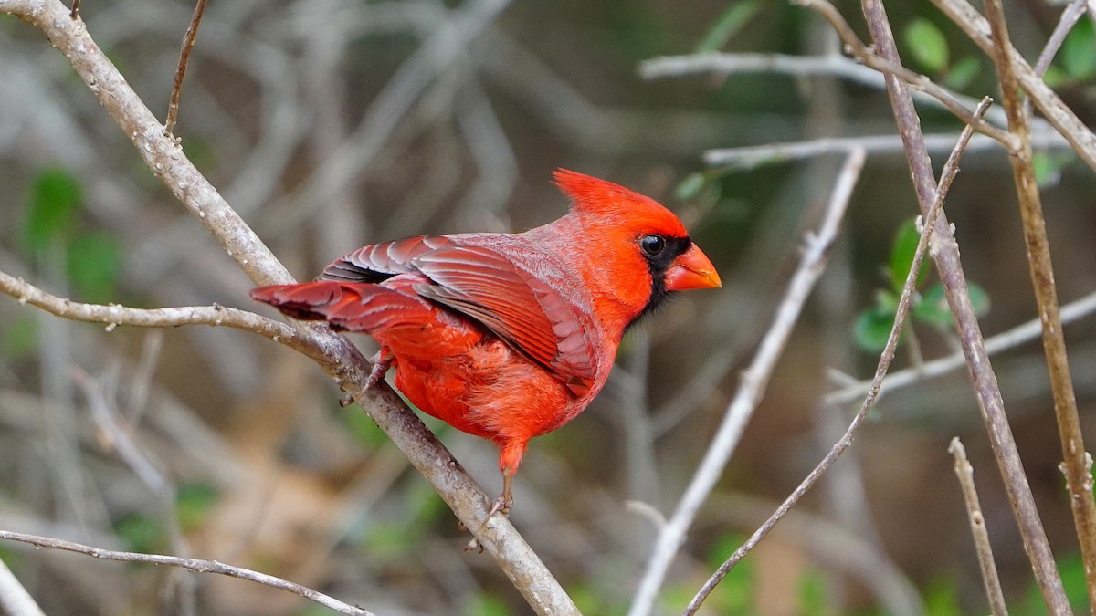 Northern Cardinal - ML536888791