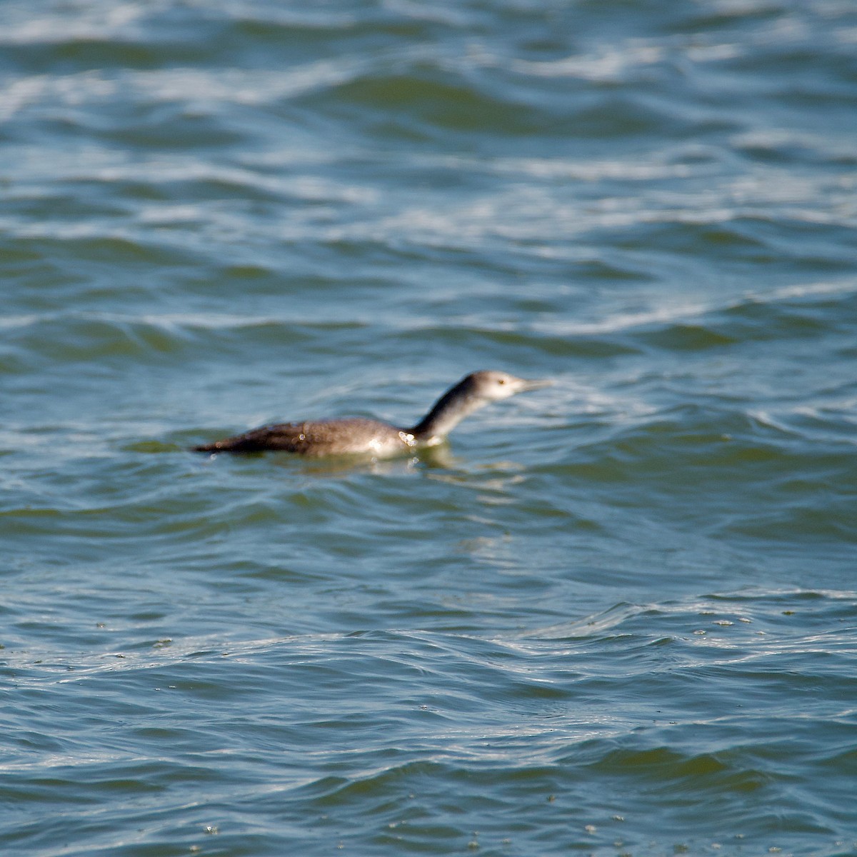 Red-throated Loon - Cheryl & Scott Taylor