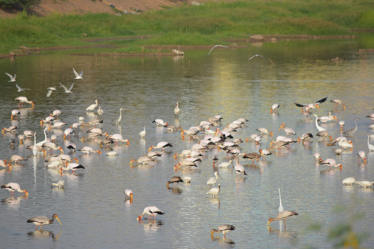 Yellow-billed Stork - Anup Chavda