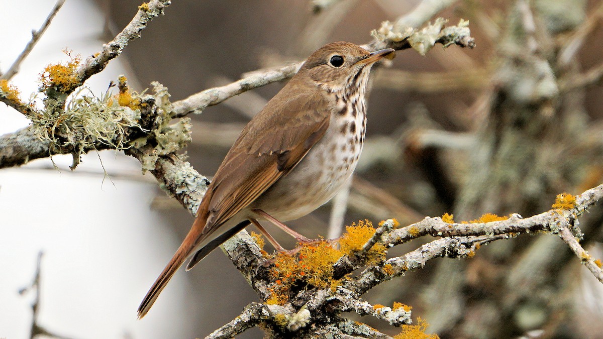 Hermit Thrush - ML536889261