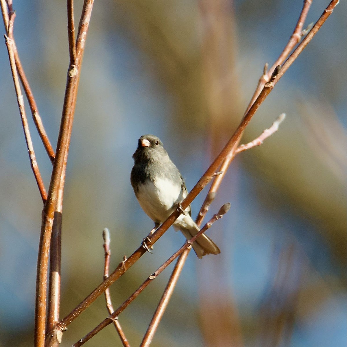 Dark-eyed Junco - ML536889601