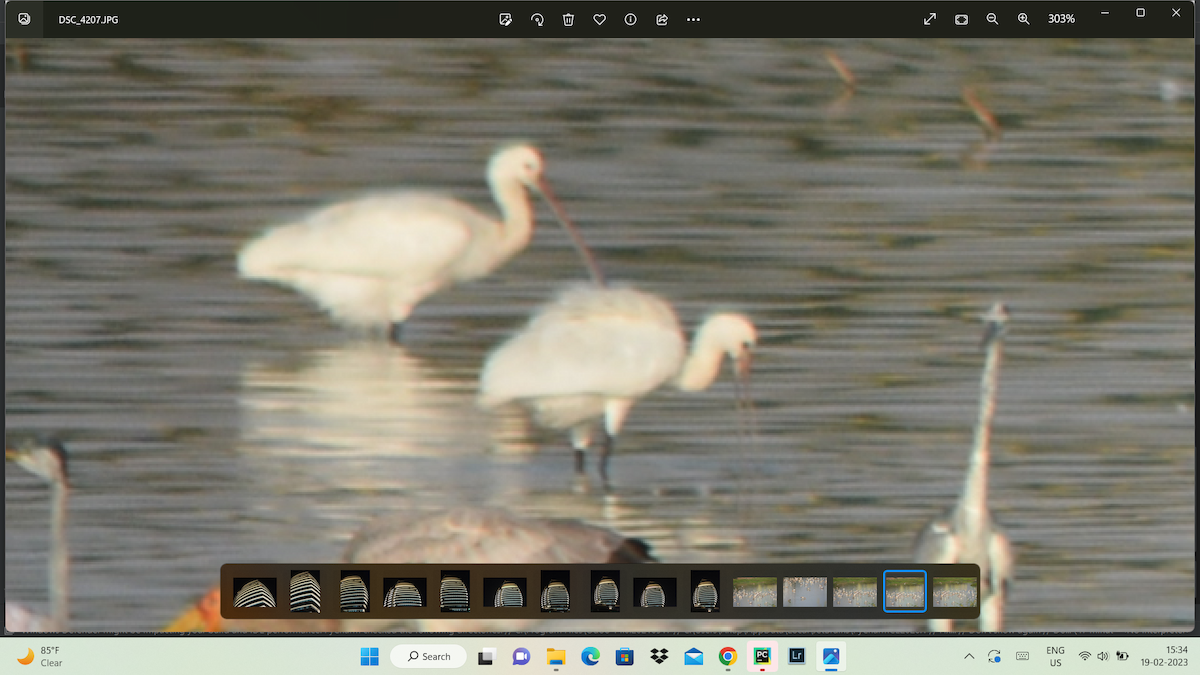 African Spoonbill - ML536889791