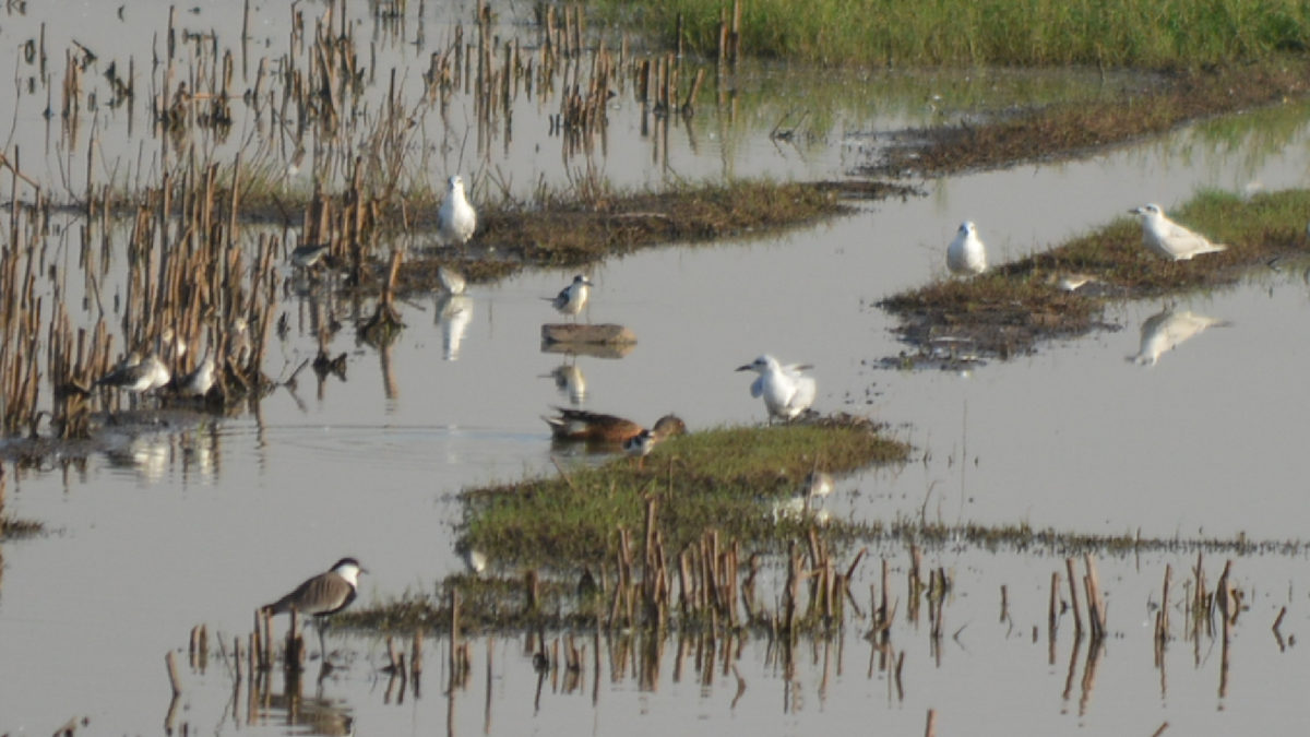 Northern Shoveler - Anup Chavda