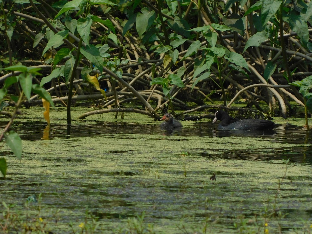 Eurasian Coot - ML536891091