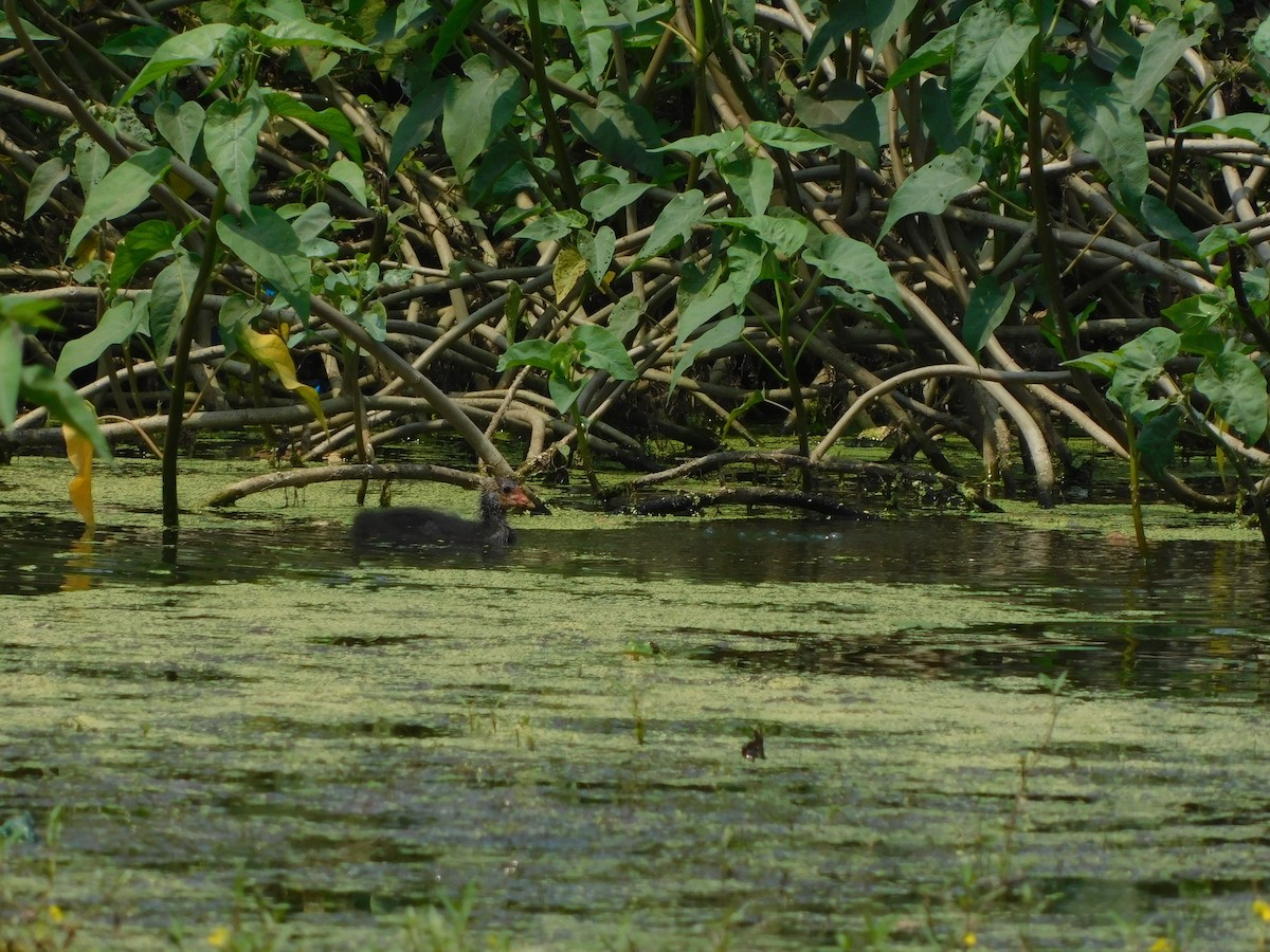 Eurasian Coot - ML536891131