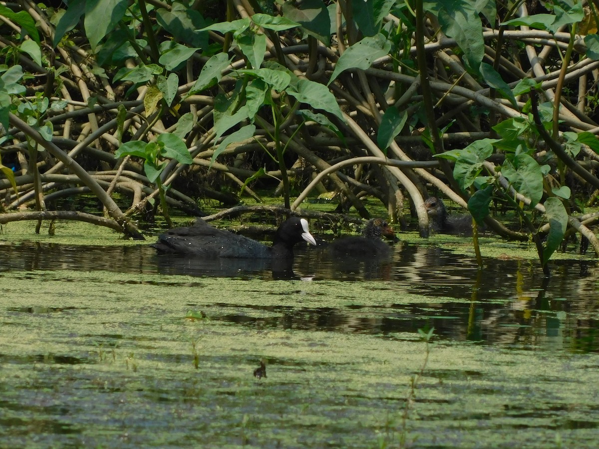 Eurasian Coot - ML536891141