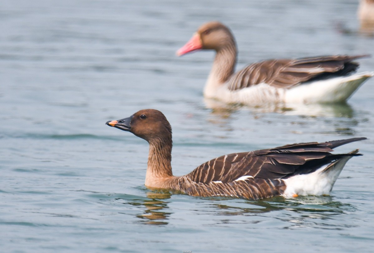 Tundra Bean-Goose - ML536891311