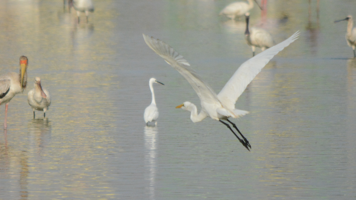 Great Egret - ML536891321