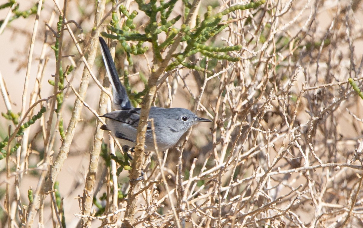 Blue-gray Gnatcatcher - Timothy Aarons