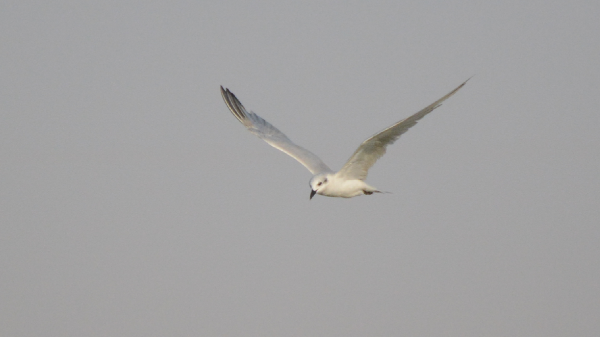 Gull-billed Tern - ML536893091