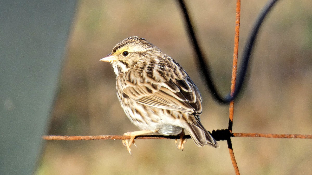 Savannah Sparrow - ML536893141