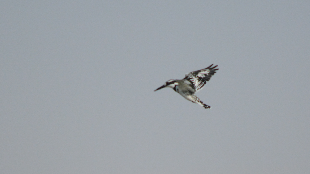 Pied Kingfisher - ML536893491