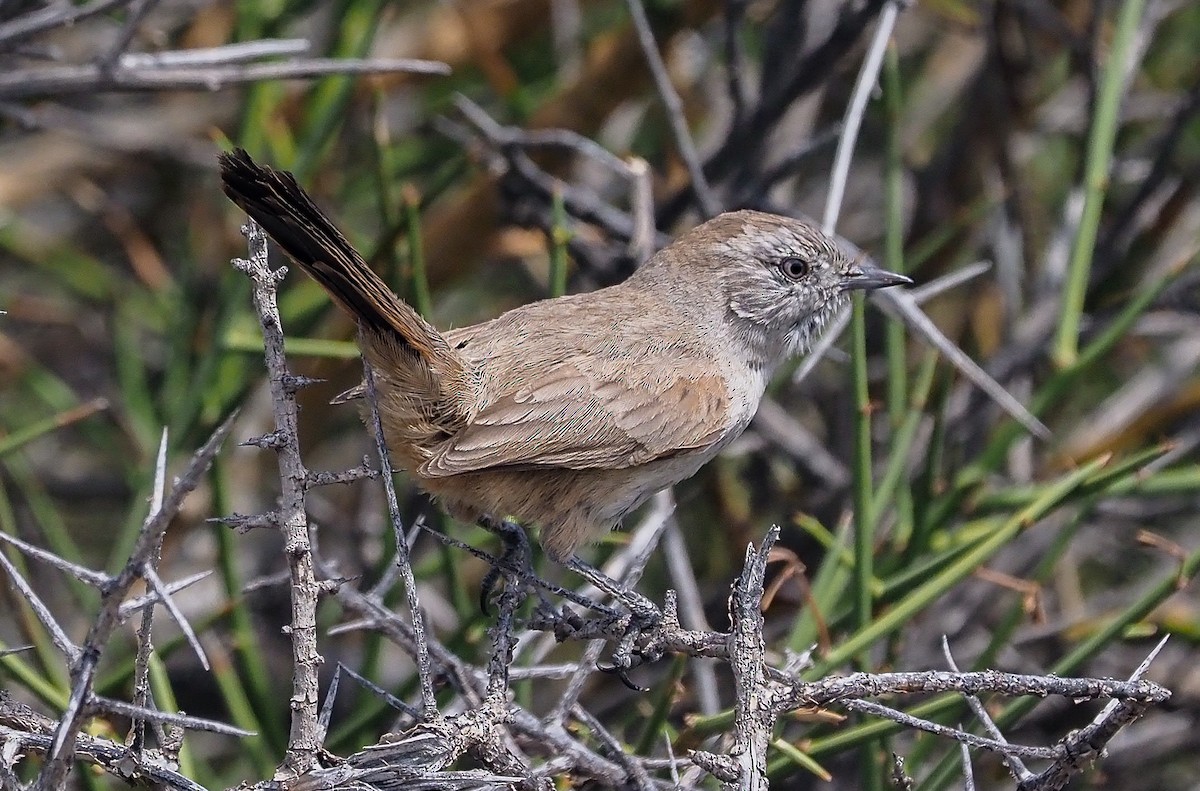 Patagonian Canastero - James Moore (Maryland)