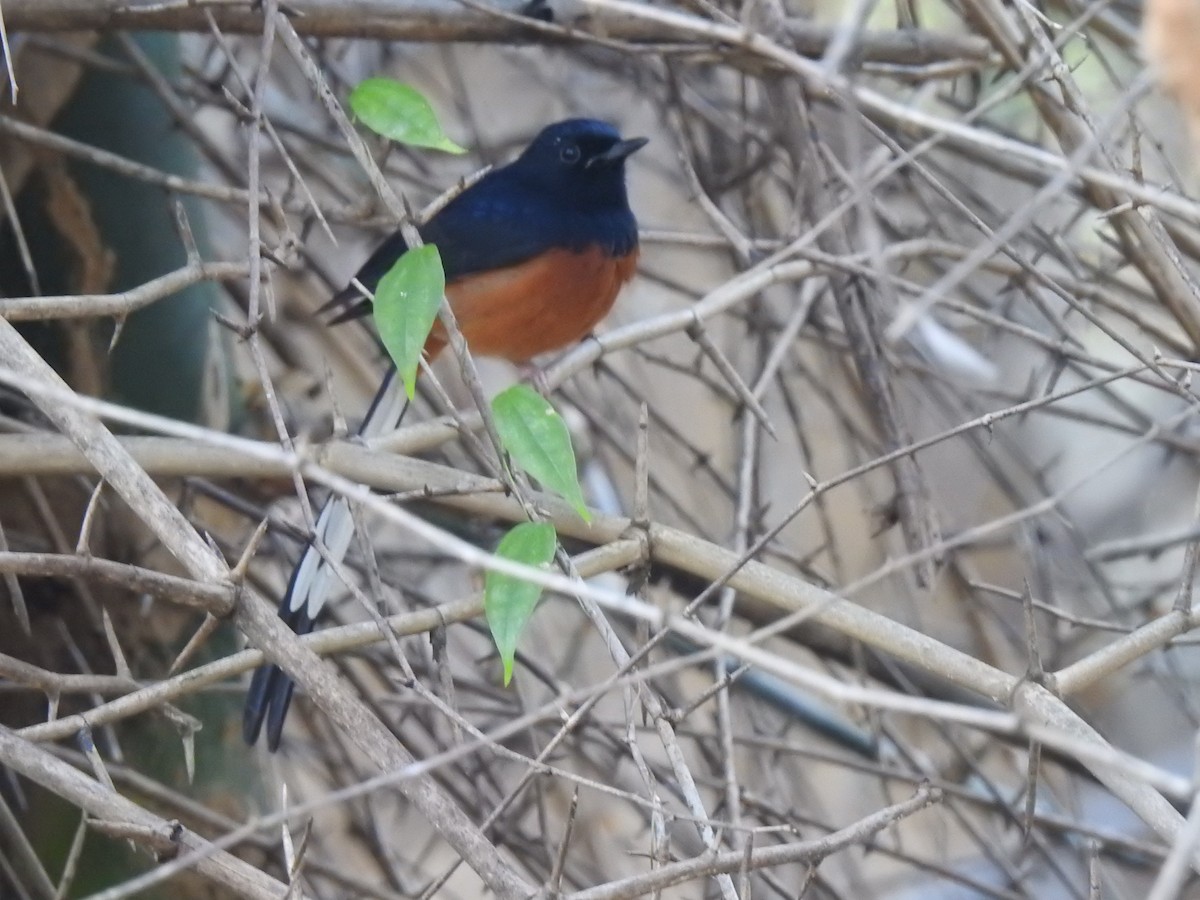 White-rumped Shama - ML536895611