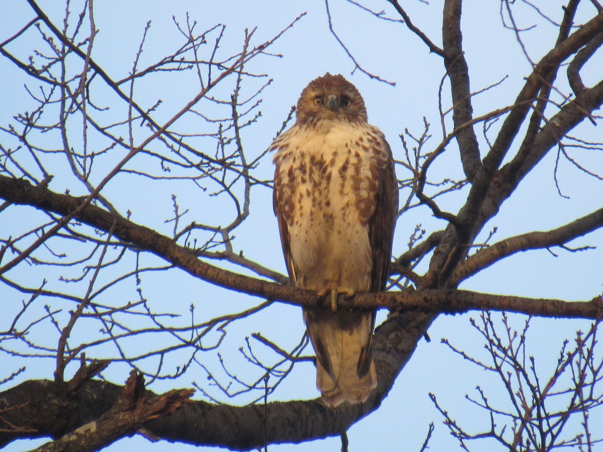 Red-tailed Hawk - ML536896281