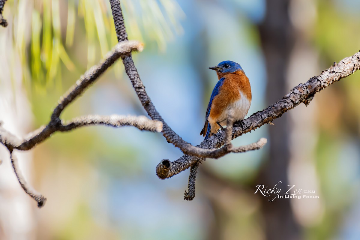 Eastern Bluebird - ML536896321