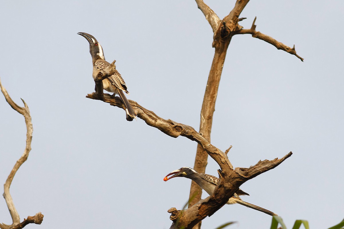 African Gray Hornbill - ML536896381