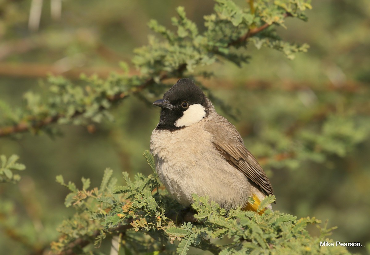 White-eared Bulbul - ML536897121