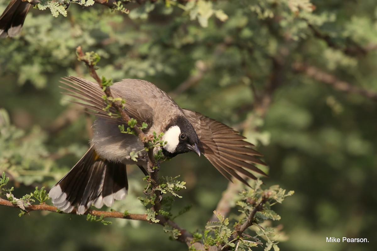 White-eared Bulbul - ML536897201