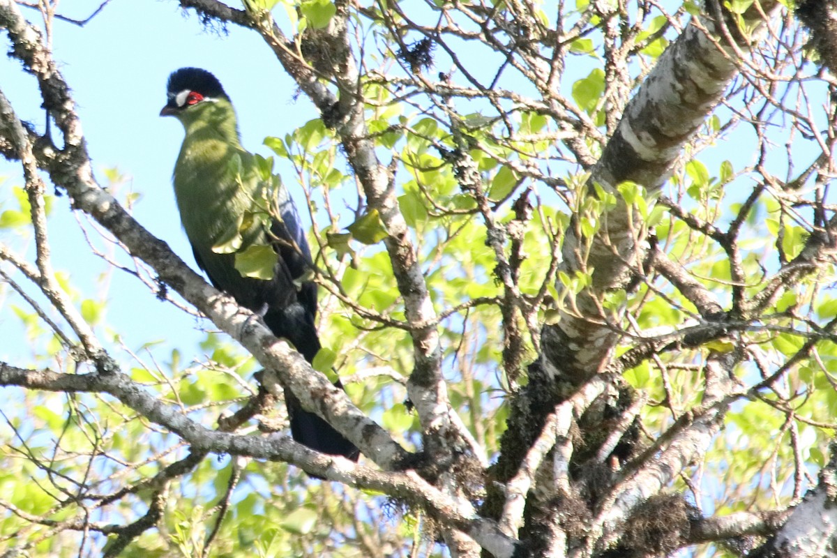 Hartlaub's Turaco - ML536900281