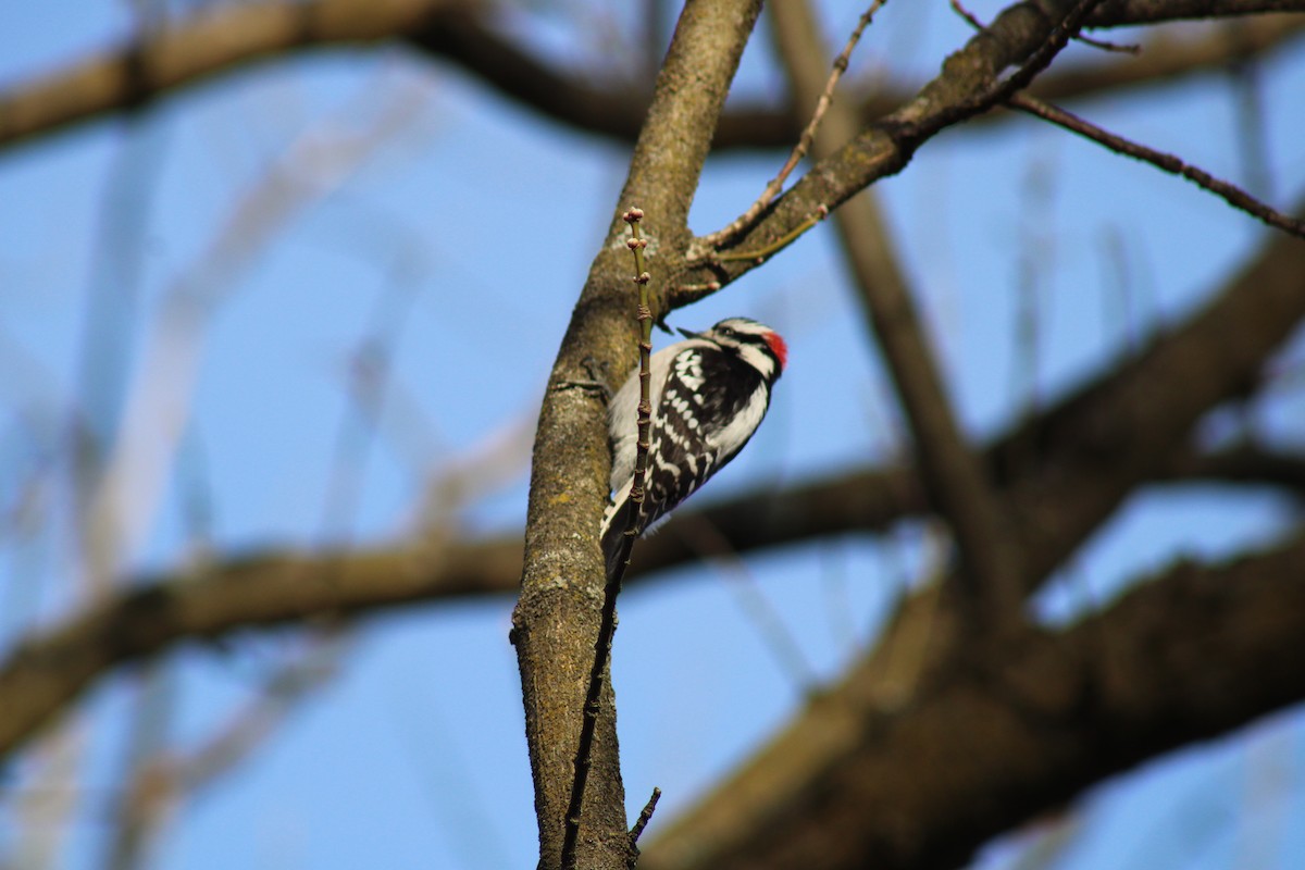 Downy Woodpecker - Heather Clarke