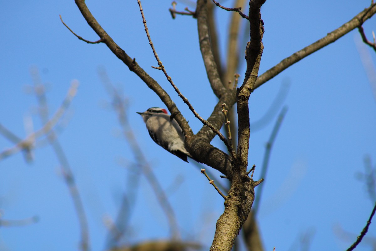 Downy Woodpecker - ML536900581