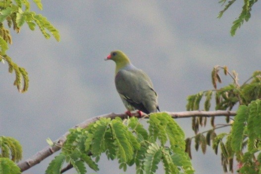 African Green-Pigeon - ML536901501